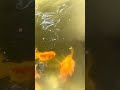 Three Tails Golden Fish #usa #koi #shortvideo #fish #aquariumfish #wildlife #nature #animals #reels