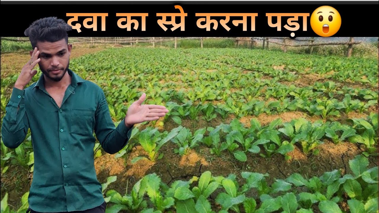 Muli Me Itna Jada Kida Lag Gaya| Muli Ki Kheti 