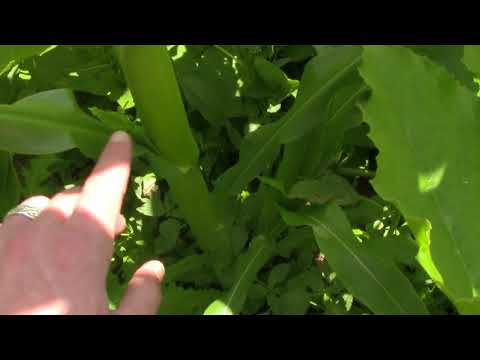Observations on Tomatoes, Corn and Grass Mulch