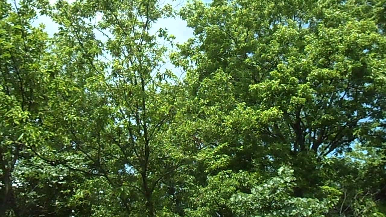 Magicicada cassini organized chorus Bartlesville, OK