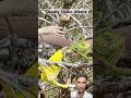Chameleon Fights Back Against Deadly Snake 😳🔥 #snake #chameleon Animals @Latestsightings