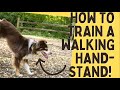 Training your dog how to do a handstand!| Dog Tricks, walking hand-stand