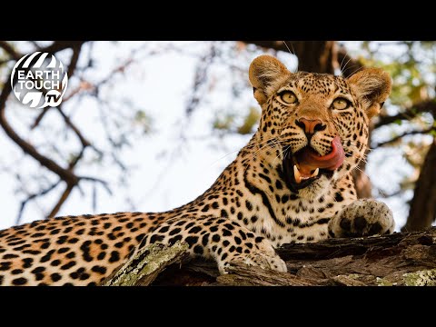 Leopard hunts impala from the treetops