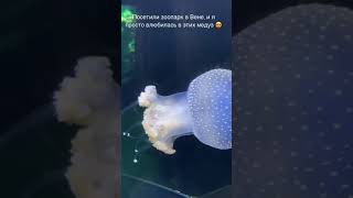 Медузы в Венском зоопарке