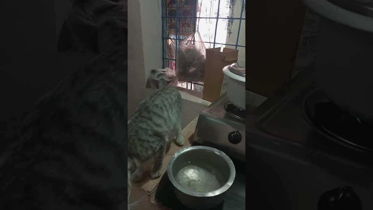 White rice preparation method