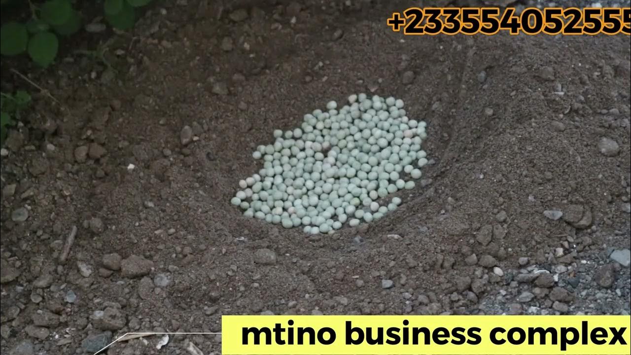 SNAIL EGGS HATCHERY TECHNOLOGY.......MAKE MAONEY QUICLY YouTube