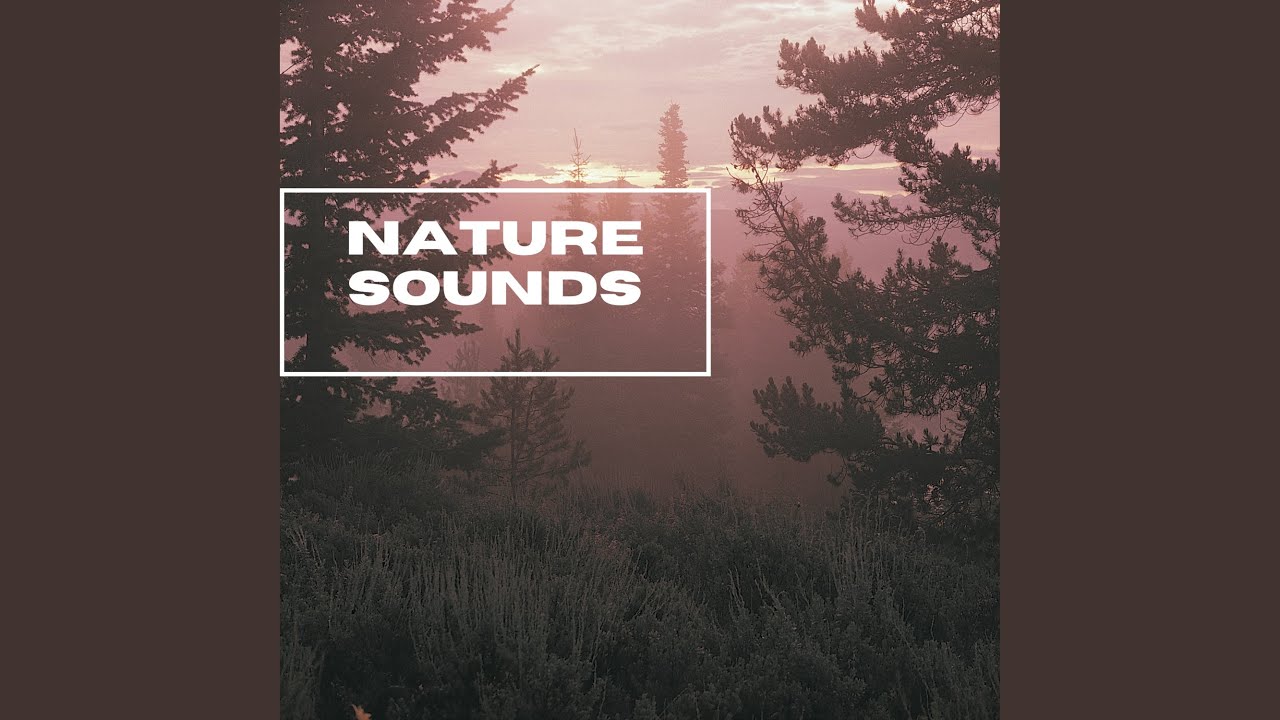 Forest Background Sounds