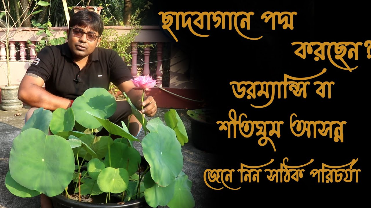 শীতঘুম বা ডরম্যান্সি চলাকালীন সময়ে পদ্মের যত্ন  || caring lotus at winter || lotus dormancy tips