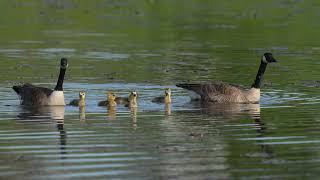 Two pairs of North American Canada Geese families swim along on a northern USA Beaver pond