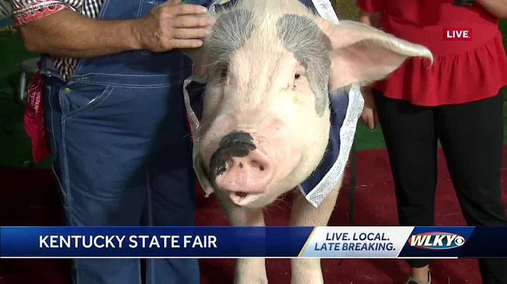 Pork Chop Revue brings 750 pound performing pig to Kentucky State Fair