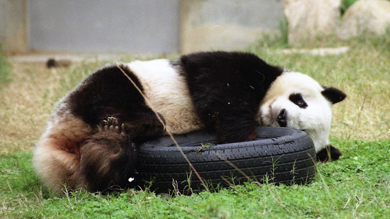 ころころ転がるタンタン【神戸市立王子動物園のジャイアントパンダ】旦旦のでんぐり返り～Tantan