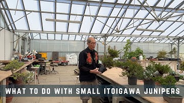 What To Do With Small Itoigawa Chinese Junipers