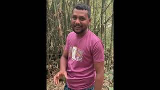 Baby Fox Hiding In Hole