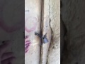 محافظة تثليث القديمة