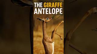 Gerenuk: The Antelope That Stands to Survive