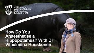 How Do You Anaesthetise A Hippopotamus?