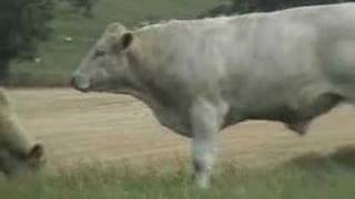 England - Cows in late summer - farming, farm, uk, countryside, english