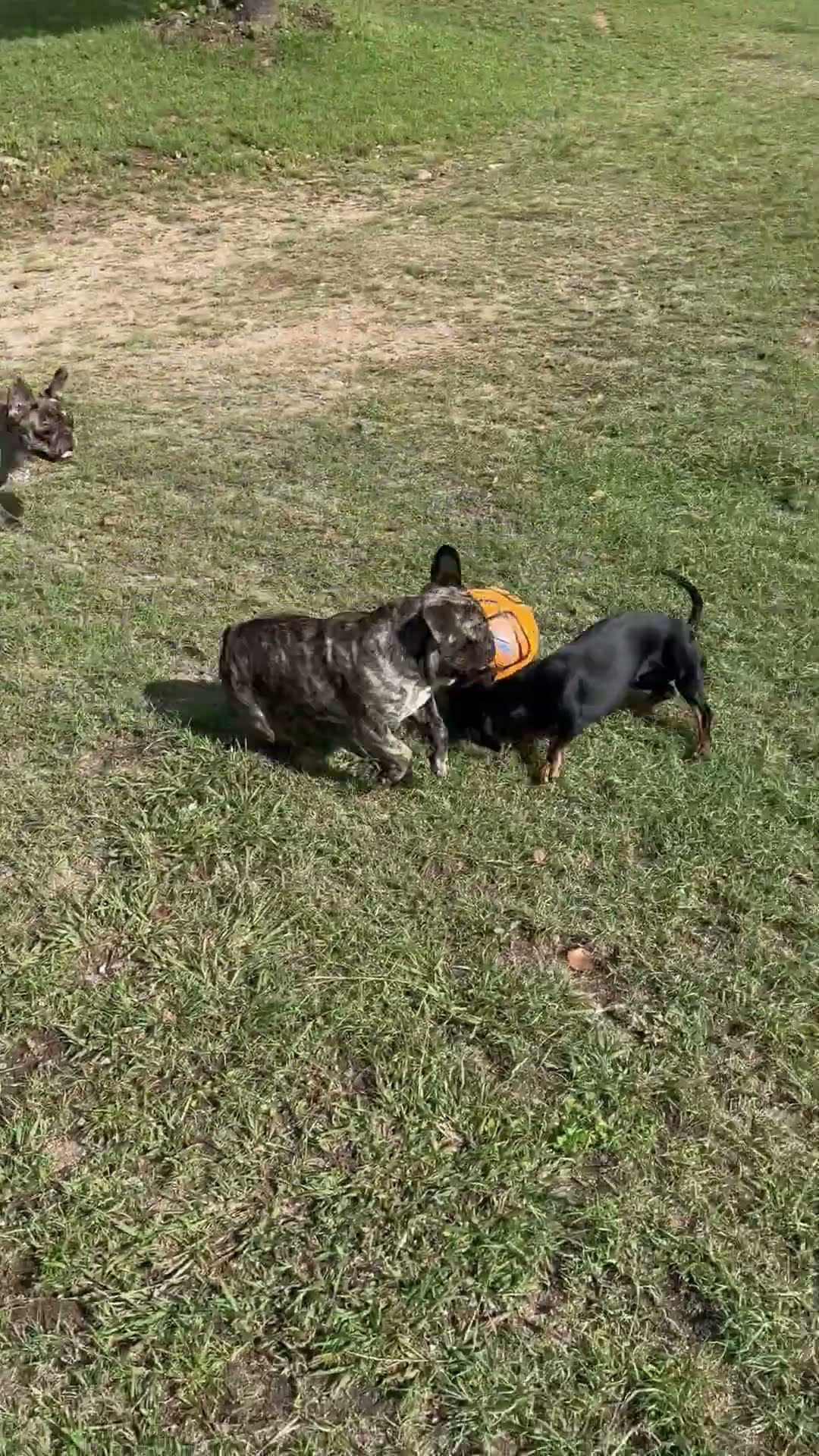 Dachshund Plays Like Pro Footballer || ViralHog