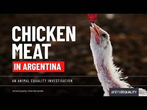 Chickens unable to walk: new investigation by Animal Equality in Argentina