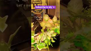 the biggest burger #food #football #cokestudio #edit #trending #subscribe #vlog #viral #vlogsvideo