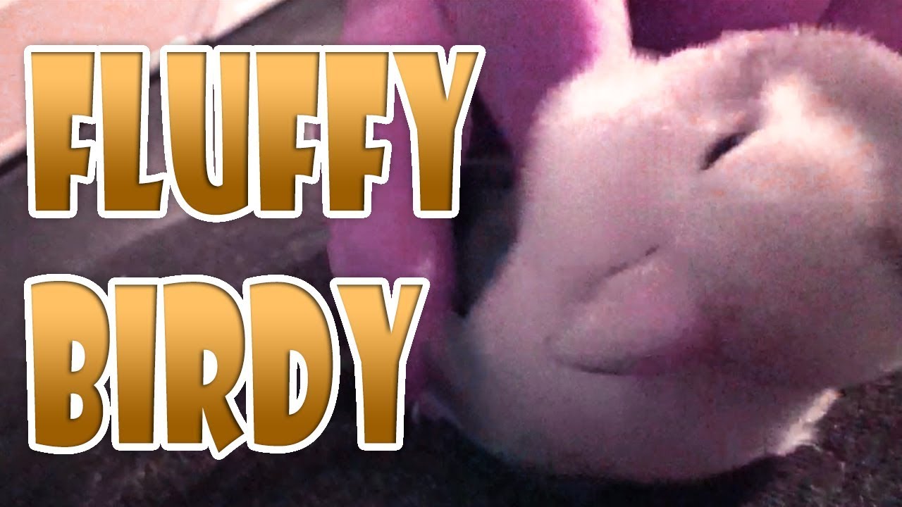 FLUFFY BIRDY - Sweet Parrot Lovebird Playing and Sleeping SO CUTE
