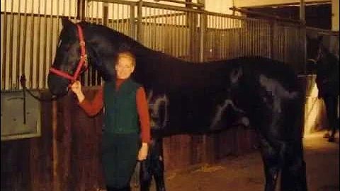 Winterprinz v. Warkant / Weltmeyer  - Hanoverian D...