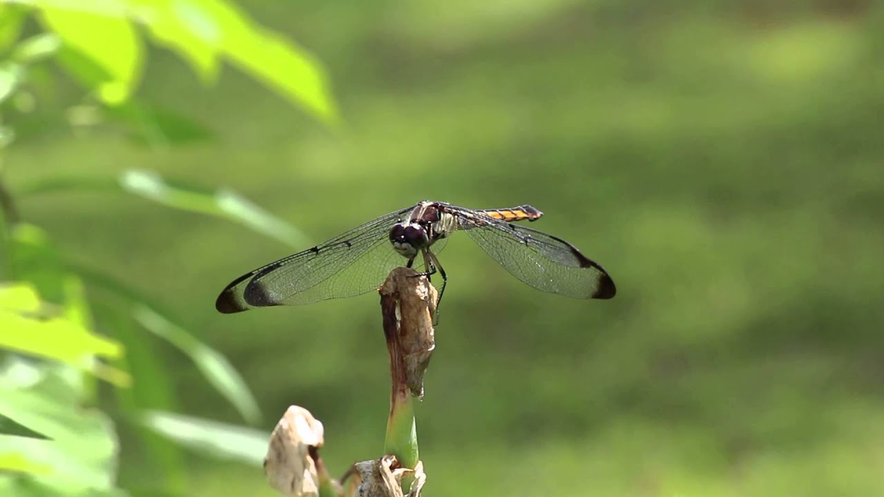 Test Video Quality - Canon Rebel T4i