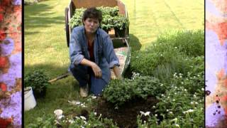 Dividing And Planting Fall Mums