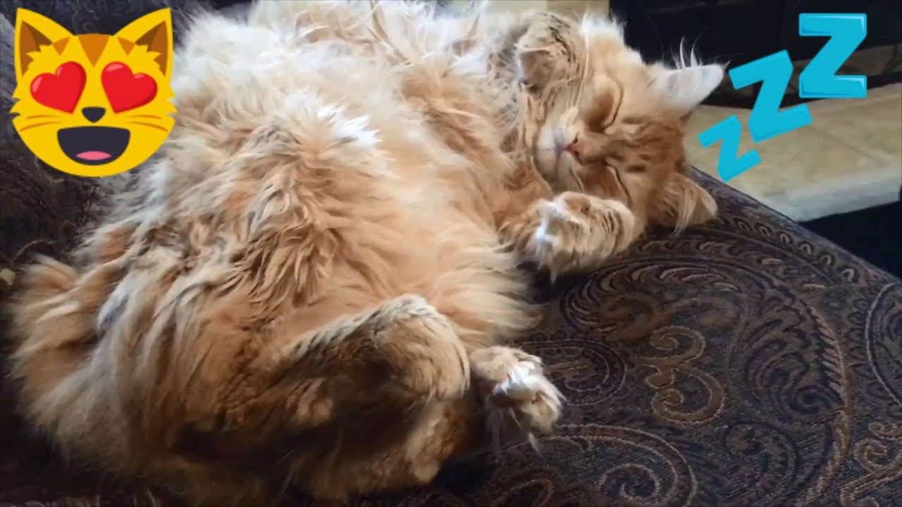 Dog Eating Cat Sleeping Youtube