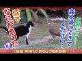 【福岡 筑後弁アテレコ】森を捨てた猫、森の危機を知らせに来た鳥、いったい森で何があった!? 爆笑アテレコ