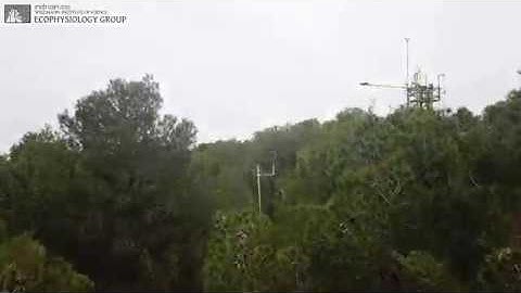 Setup to measure turbulent air flow within the canopy