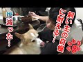 犬だって我慢できるんだよ！【コーギーチロ】