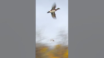 Name this duck! #waterfowl #duckhunting #id #shorts