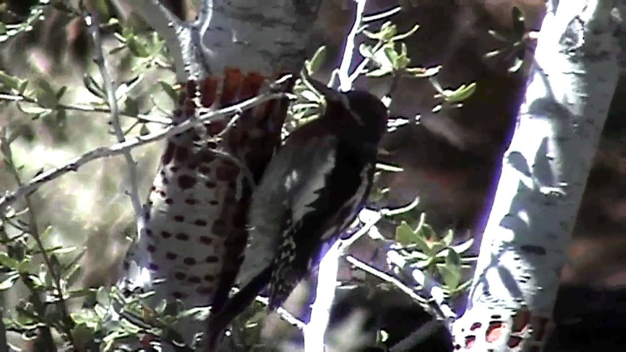 Red-breasted Sapsucker