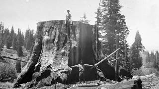 How America Cut Down the Largest Tree in History Just for a Show