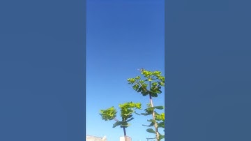 نشاط النحل - سورة الفاتحة