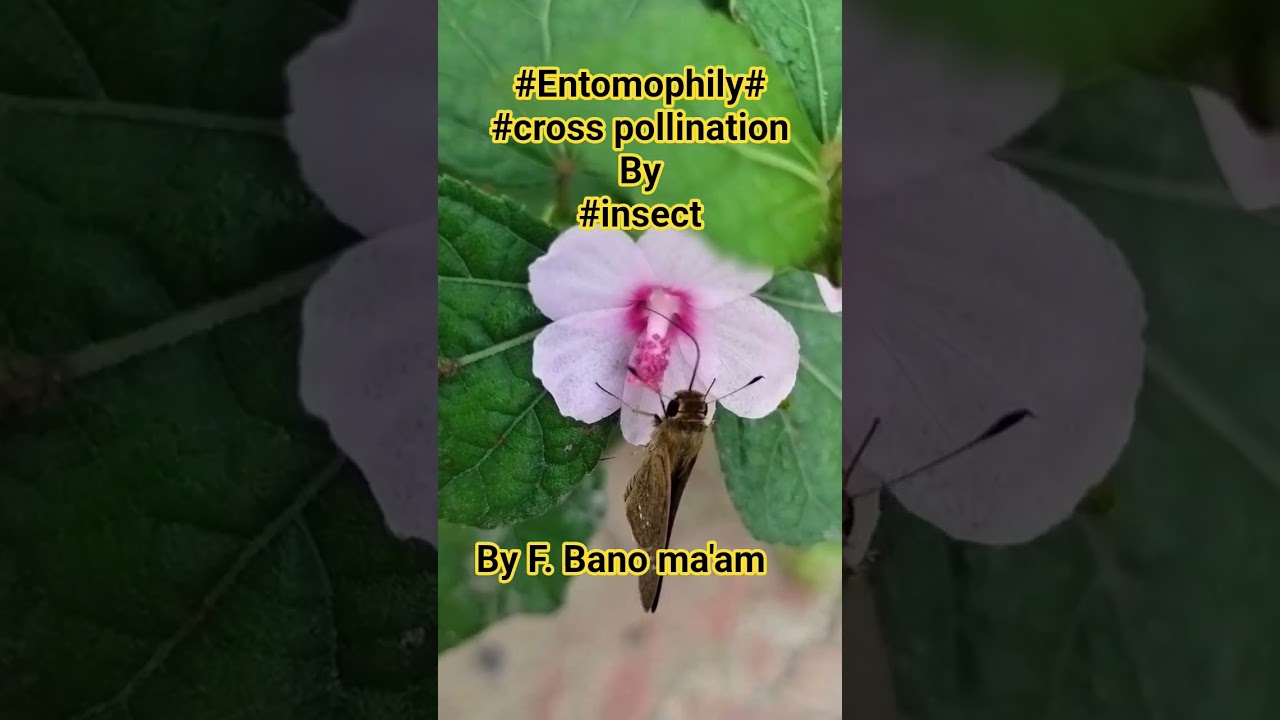 #entomophily