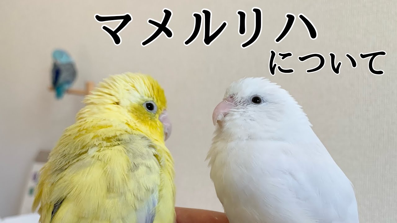 マメルリハが手放されやすい鳥種と聞いて悲しくなったのでだらだら話してます