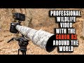 Professional wildlife with canon r3  sample footage