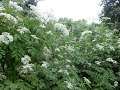Homestead Update - Late June 2019