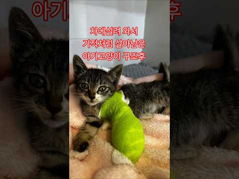 어미 놓치고 다리 까지 부서져 있었던 새끼고양이 구조후.#아기고양이 #새끼고양이 #구조묘
