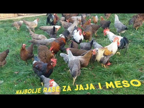 Video: Razlika Između Kokoši I Pijetlova