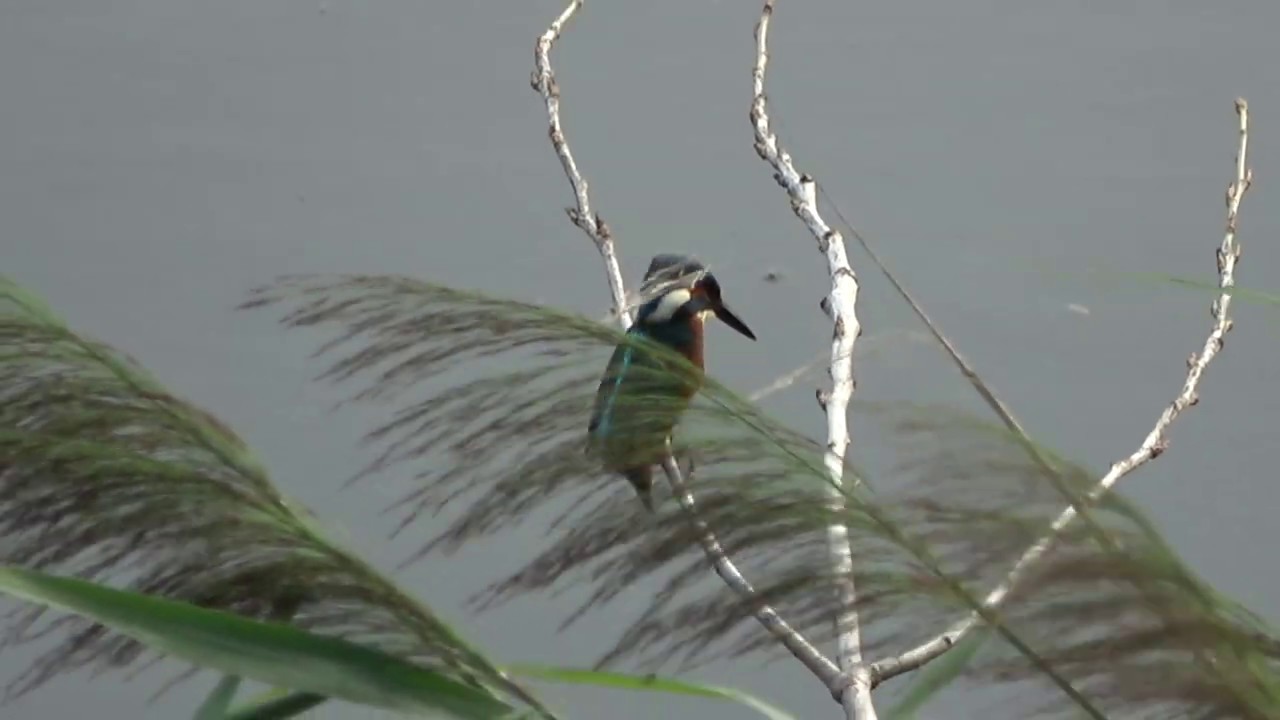 taio #10 il martin pescatore ci tiene a farsi filmare