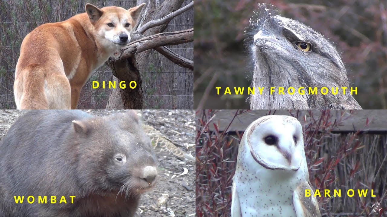Native to Australia animals: dingo,  barn owl, tawny frogmouth and wombat