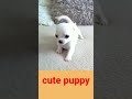 Funny dog videos#09kviral#shorts#dogs