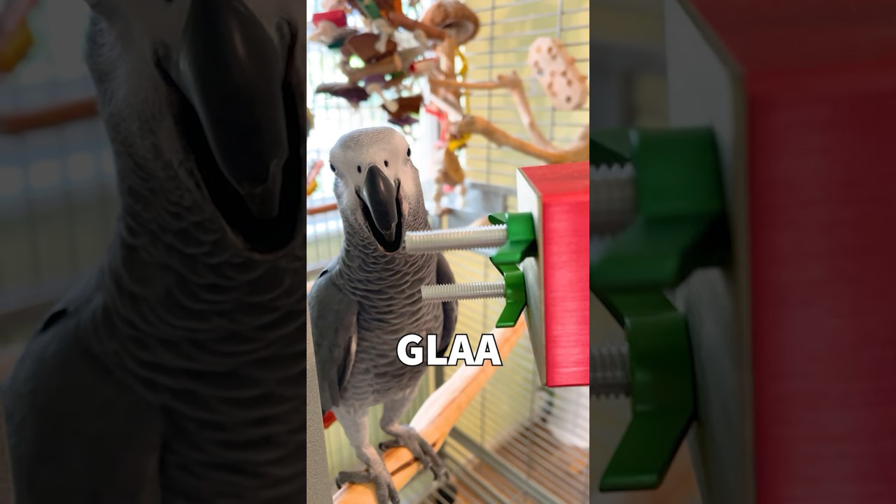 Birdacious D - The Glass 🎸