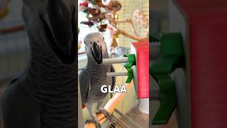 Birdacious D - The Glass