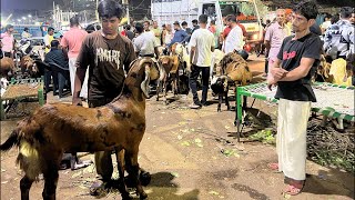 Sirohi Goat | Kolkata Narkeldanga Bakra Mandi