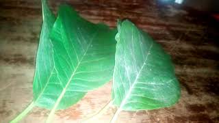 Dawa ya asili ya vidonda vya tumbo