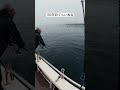100万羽ぐらいおる #shorts